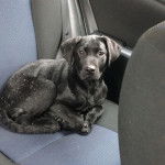 Un Pointer Bay au pelage bicolore, allongé sur le siège d'une voiture et regardant vers la caméra 