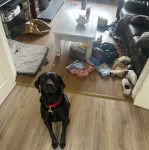 Un Pointer Bay au pelage noir, assis sur un plancher et portant un collier autour du cou 