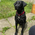 Un Pointer Bay au pelage noir, assis sur une surface bétonnée et portant un collier autour du cou 