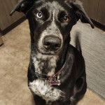 Un Pointer Bay au pelage bicolore, assis sur un sol carrelé et portant un collier autour du cou 
