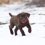 Un Pointer Bay au pelage marron, marchant sur une surface enneigée et portant un collier autour du cou