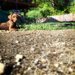 Un Pointer Bay au pelage bicolore, regardant vers la caméra et portant un collier autour du cou