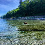 Un Pointer Bay debout sur ses quatre pattes dans un lac et portant un collier autour du cou 