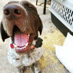 Un Pointer Bay au pelage bicolore, assis sur une surface terrassée et portant un collier autour du cou