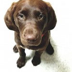 Un Pointer Bay au pelage marron, assis sur un sol carrelé et regardant vers la caméra 