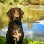 Un Pointer Bay au pelage bicolore, assis sur une surface herbacée et qui est tenu en laisse 