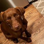 Un Pointer Bay au pelage marron, assis sur un plancher et portant un collier autour du cou 