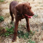 Un Pointer Bay au pelage marron, debout sur ses quatre pattes sur une surface herbacée,  tirant la langue et portant un cou