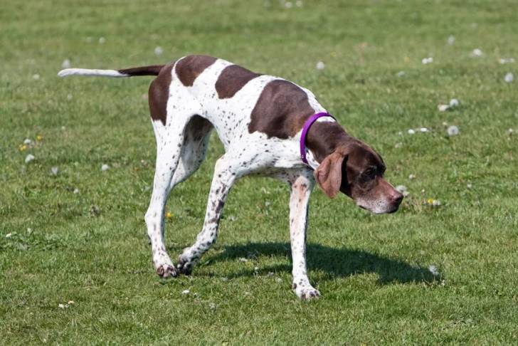 Un Pointer Bay marchant sur une surface herbacée et portant un collier autour du cou