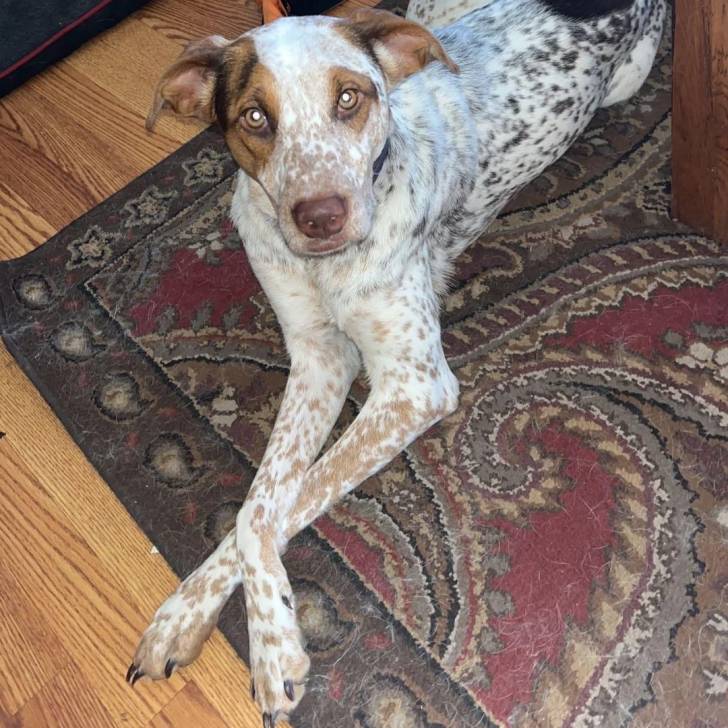 Un Pointer Bay au pelage bicolore, allongé sur un tapis et regardant vers la caméra