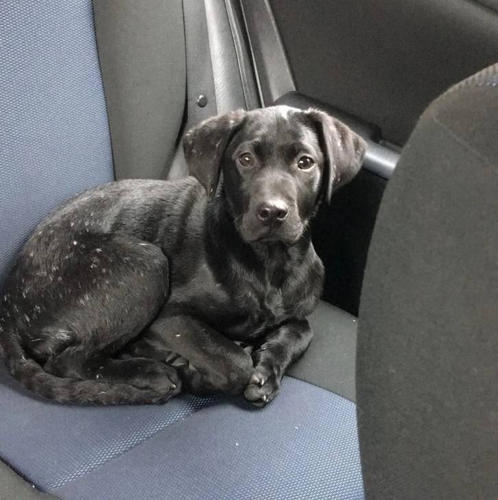 Un Pointer Bay au pelage bicolore, allongé sur le siège d'une voiture et regardant vers la caméra 