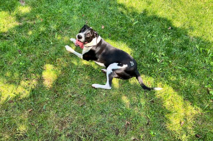 Un Pointer Bay allongé sur une surface herbacée et portant un collier autour du cou