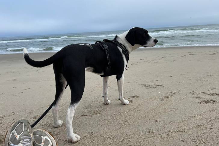 Un Pointer Bay sur une surface sableuse et qui est tenu en laisse 