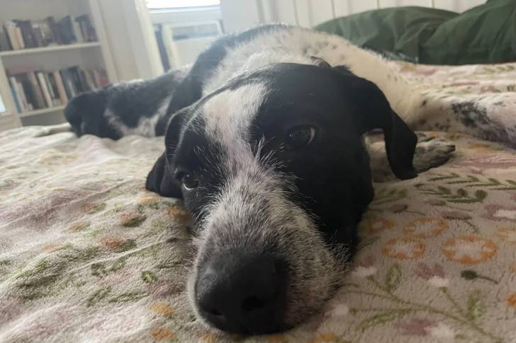 Un Pointer Bay allongé sur un lit et semblant détendu 