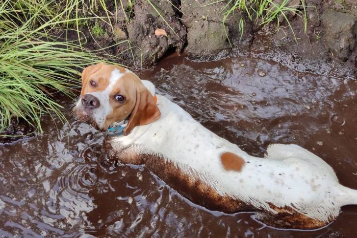 Un Pointer Bay allongé dans la boue et portant un collier autour du cou