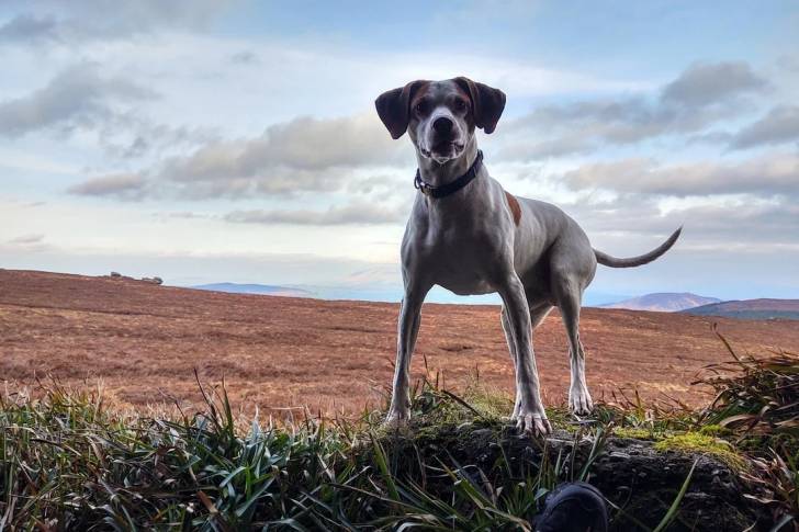 Un Pointer Bay sur un terrain herbeux et portant un collier autour du cou