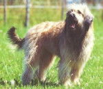 Berger Catalan - Berger Catalan