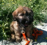 Chiot Berger Catalan : Gos Mao - Berger Catalan