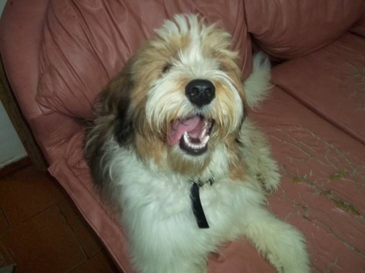 rango - Berger Catalan Mâle (9 mois)