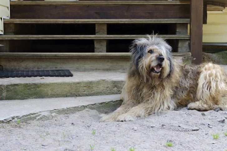 Photo Berger Catalan