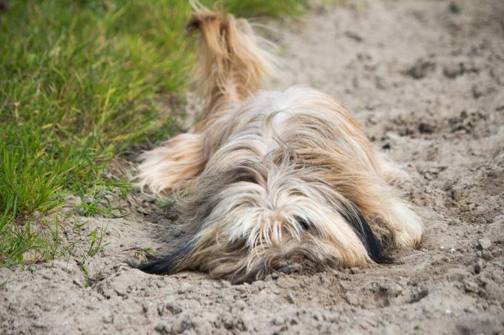 Photo Berger Catalan