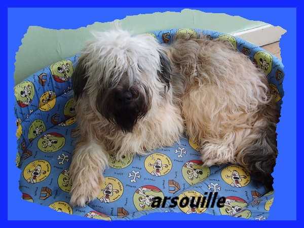 Berger catalan ARSOUILLE - Berger Catalan