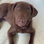 Un Chesador au pelage marron, allong&eacute; sur un sol carrel&eacute; et portant un collier autour du cou 