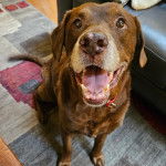 Un Chesador au pelage fauve, assis sur un tapis et portant un collier autour du cou