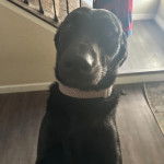 Un Chesador au pelage noir, regardant vers la caméra et portant un collier autour du cou  