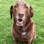 Un Chesador au pelage bicolore, assis sur une surface herbac&eacute;e et ayant la gueule ouverte 