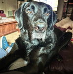 Un Chesador au pelage noir, allong&eacute; sur un canap&eacute; et semblant d&eacute;tendu 