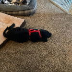 Un Chesador au pelage noir, allong&eacute; sur un tapis et portant un harnais 