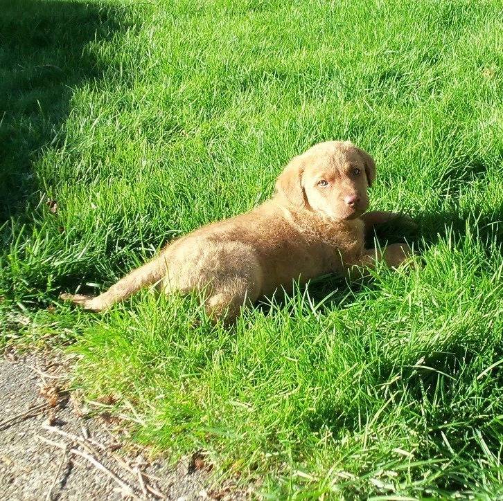 Un Chesador au pelage fauve, allongé sur une surface herbacée et regardant vers la caméra