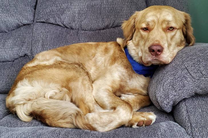 Un Chesador allongé sur un canapé et portant un foulard autour du cou 