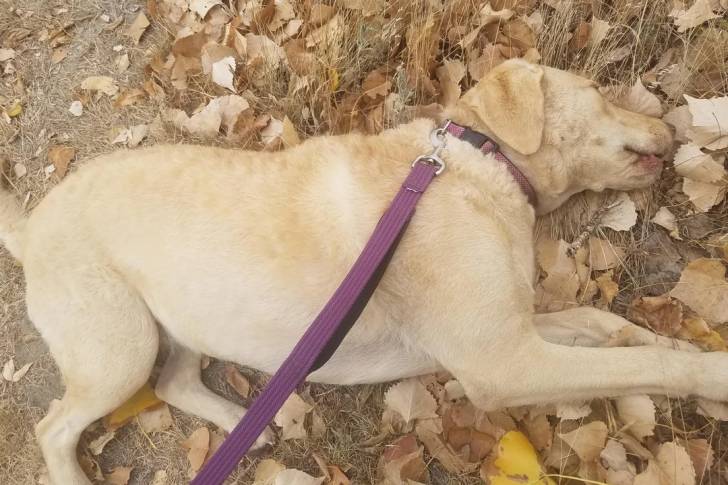 Un Chesador allongé sur une surface herbacée et qui est tenu en laisse 