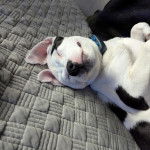 Un American Bully Staffy Bull Terrier allongé sur le dos sur un canapé et portant un collier au cou