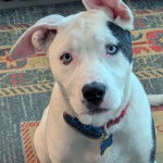 Un American Bully Staffy Bull Terrier assis sur un tapis et portant un collier au cou