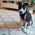 Un American Bully Staffy Bull Terrier assis sur un tapis et portant un harnais
