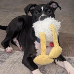 Un American Bully Staffy Bull Terrier tenant une peluche dans sa gueule