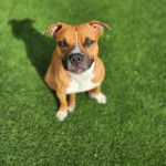 Un American Bully Staffy Bull Terrier assis sur un terrain gazonné et regardant la caméra