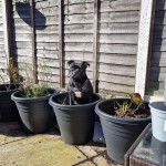 Un American Bully Staffy Bull Terrier assis dans un sceau et regardant vers la caméra