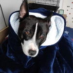 Un American Bully Staffy Bull Terrier sous une couverture