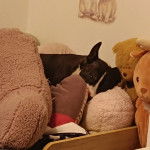 Un American Bully Staffy Bull Terrier allongé entre des peluches