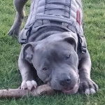 Un American Bully Staffy Bull Terrier mordant un morceau de bois