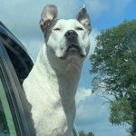 Un American Bully Staffy Bull Terrier sortant sa tête par la fenêtre d'une voiture