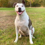 Un American Bully Staffy Bull Terrier assis sur un terrain herbeux 