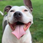 Un American Bully Staffy Bull Terrier regardant vers la caméra et tirant la langue