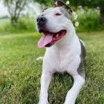 Un American Bully Staffy Bull Terrier allongé sur un terrain herbeux et tirant la langue
