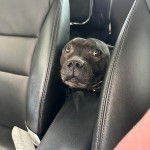 Un American Bully Staffy Bull Terrier dans une voiture et regardant vers la caméra