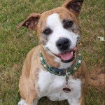 Un American Bully Staffy Bull Terrier assis sur un terrain herbeux et portant un collier au cou
